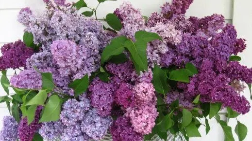 Liliacul, "floarea memoriei". Ce se întâmplă dacă miroşi o floare de liliac