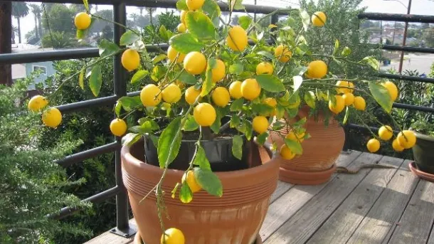 Cum să plantezi un lămâi în 4 paşi simpli
