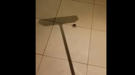 A încercat să omoare un păianjen cu o mătură, dar au urmat momente de groază