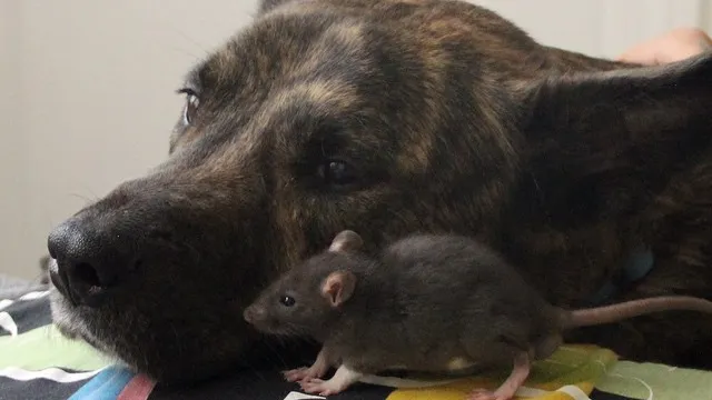 Prietenia uluitoare dintre un șoarece și un câine. Imagini adorabile