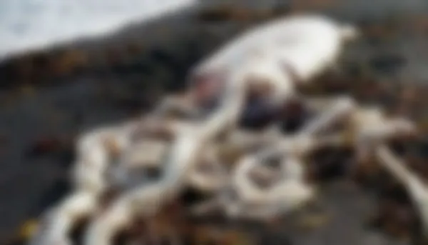 Descoperire terifiantă pe plajă. Apele au adus la mal ceva monstruos