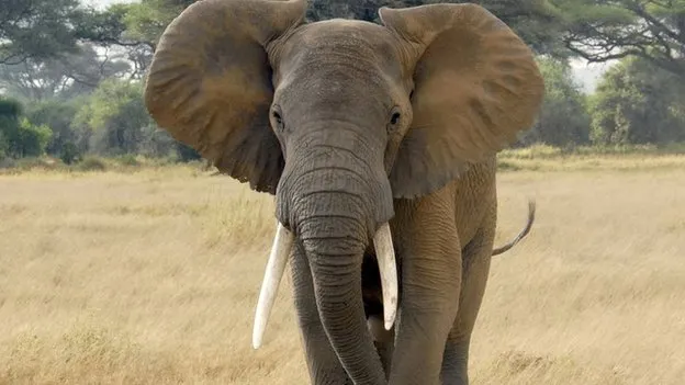 Care sunt cele mai longevive animale