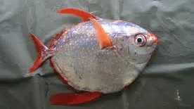Peștele lună, singura specie de pește cu sângele cald