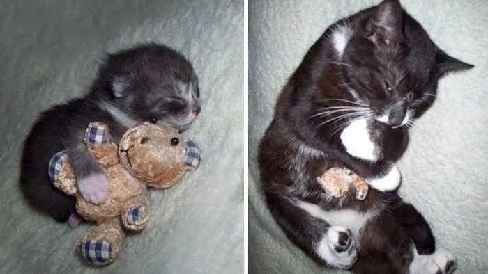 Fotografii adorabile cu animăluţe şi jucăriile lor