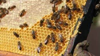 Ce boli poţi vindeca cu tinctura de propolis 