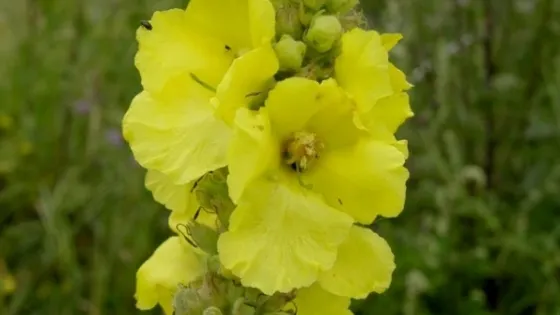 Nouă plante care vă curăţă plămânii 