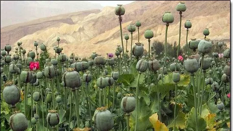 Producția mondială de opium, la cel mai ridicat nivel din ultimii 85 de ani