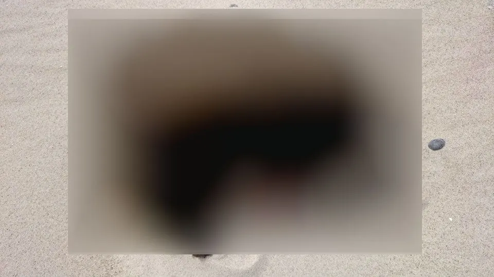 Nu se puteau opri din râs când au găsit-o pe plajă, în starea asta. I-au făcut imediat fotografii