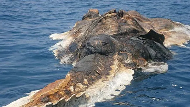 Creatura stranie găsită în Golful Persic i-a îngrozit pe marinari. Ce este?