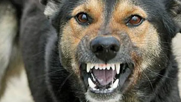 Oribil! Un brăilean a fost mâncat de viu de câinii din propria lui gospodărie