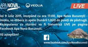 A patra repopulare cu sturioni va fi LIVE pe Facebook (P)