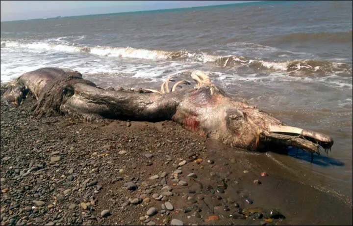 Monstru marin misterios, adus de ape pe o insulă din Pacific. Localnicii sunt speriați. Ce este?