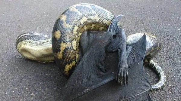 Bătălie pe viaţă şi pe moarte: Un liliac gigant este atacat de un piton
