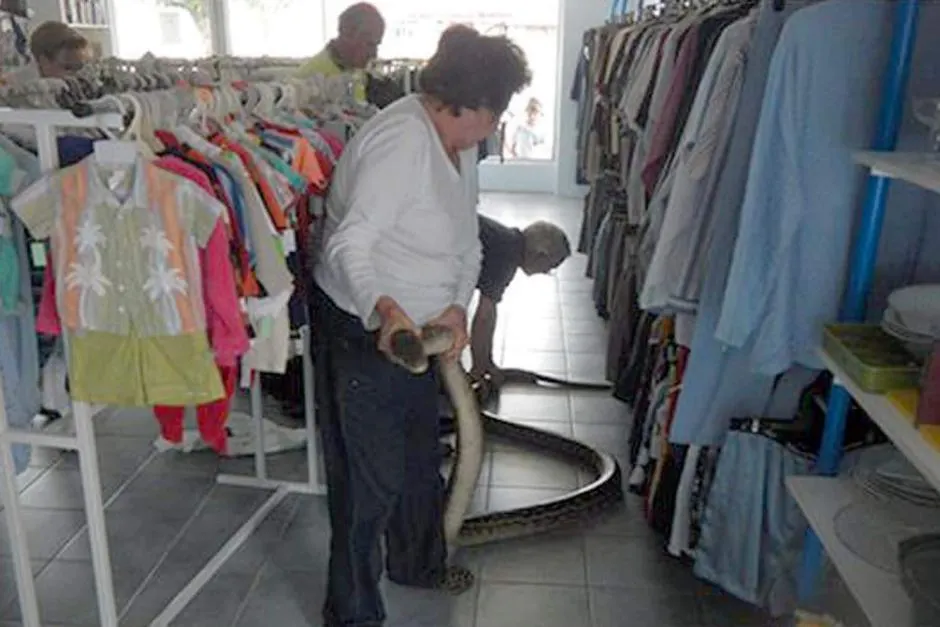 Au găsit un piton de şase metri în magazinul lor. Este infricoşător cum a ajuns acolo 