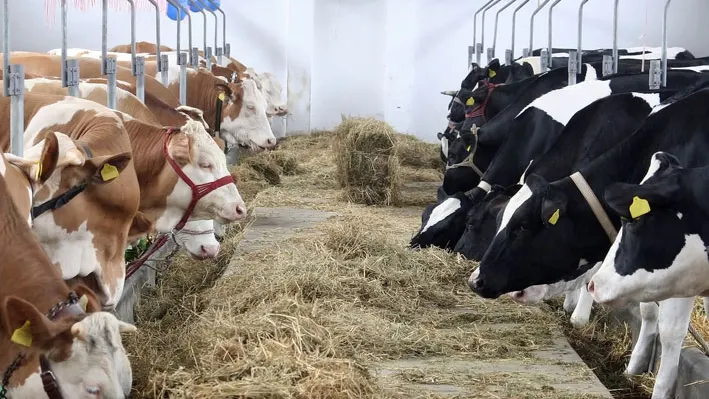 Crescătorii de animale, în pragul falimentului din cauza secetei. ”Vom trece la proteste”