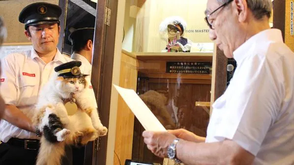 O pisică a fost numită șef de gară într-un cătun din Japonia. Decizia e logică