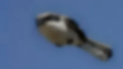 Fotografia de care râde tot internetul! Cum este posibil?