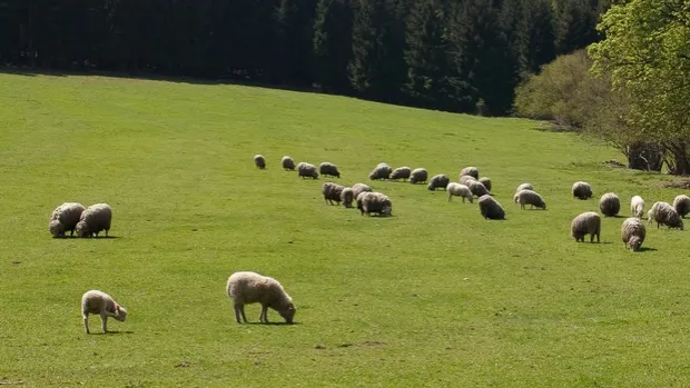 Caz unic în România. Ce se întâmplă în turma unui cioban din Iaşi