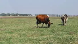 Era cu vacile la păscut. Ce a descoperit în păşune l-a îngrozit pentru toată viaţa. Putea să moară