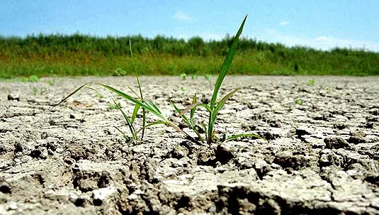 Seceta face ravagii. Pierderile, estimate la câteva miliarde de euro 