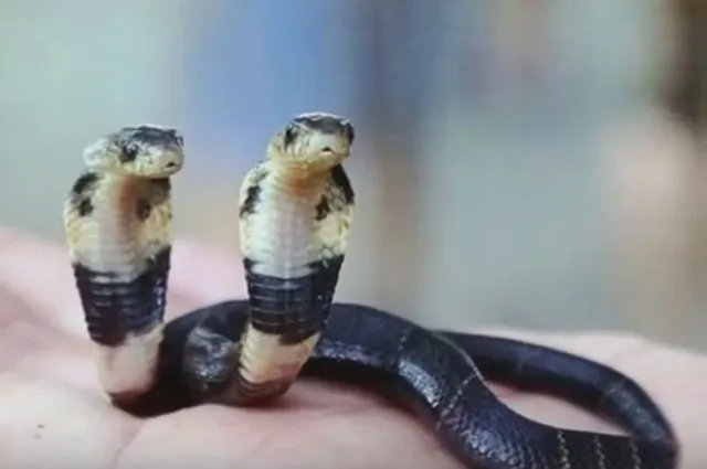 Un fermier a descoperit o cobra mutant cu două capete