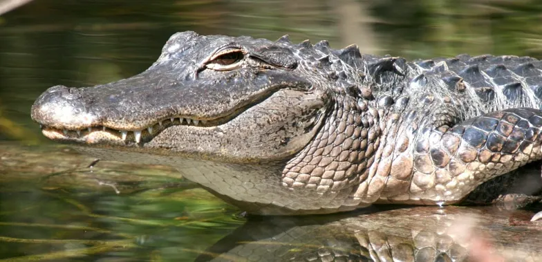 Au vrut să aresteze un traficant de droguri, dar i-a atacat un aligator. Cum s-a petrecut totul