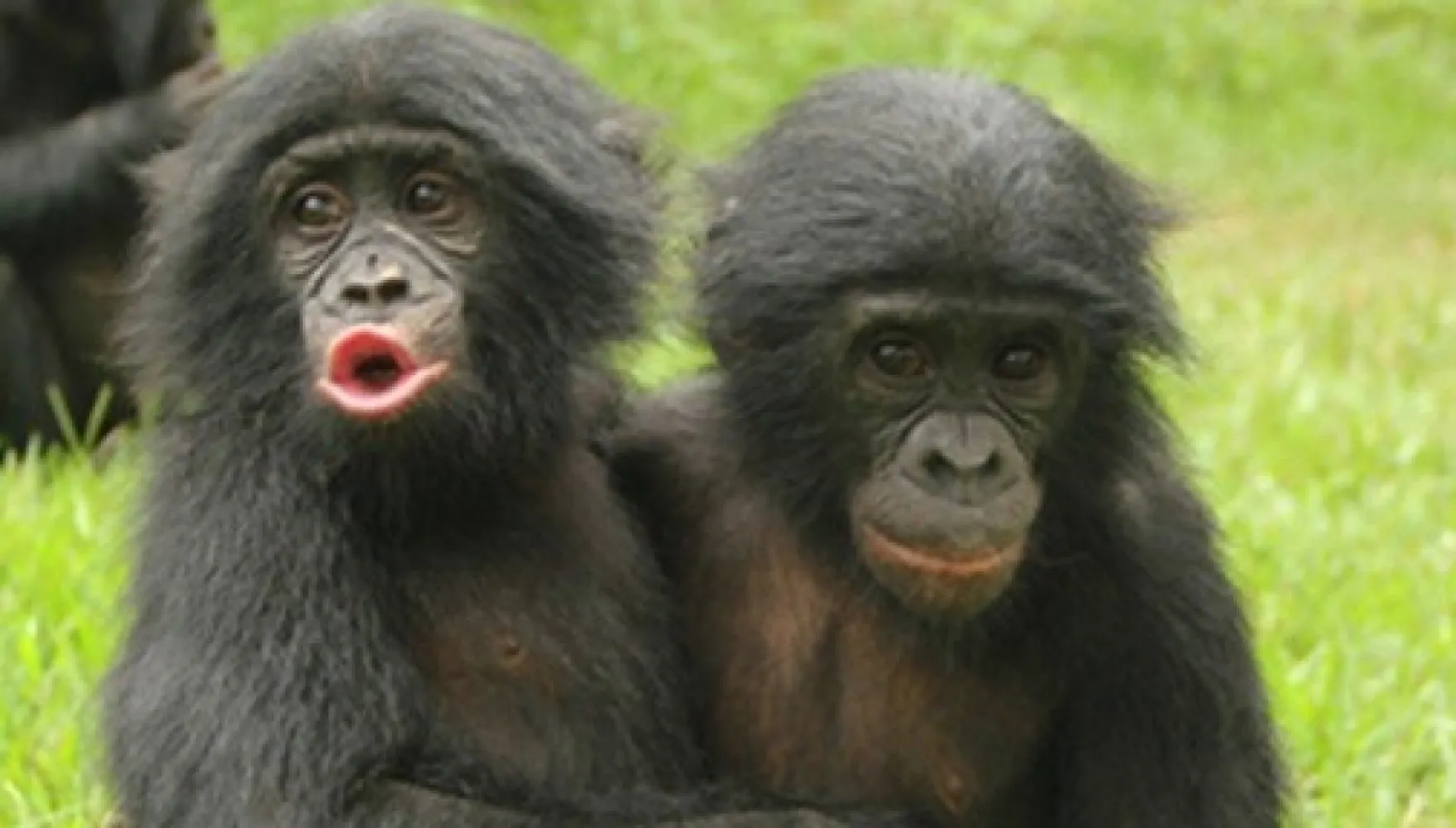 Premieră la Grădina Zoologică din Berlin. Ce au instalat îngrijitorii în cuştile maimuţelor