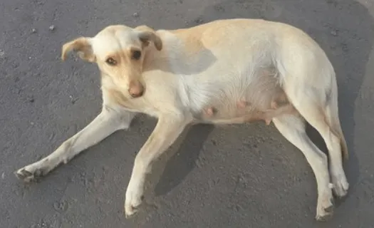 Gestul uimitor al unor ruşi. Nici nu îţi imaginezi ce a păţit acest câine