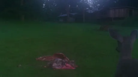 A lăsat bucăţi de carne şi o cameră video la marginea unei păduri. Ce s-a întâmplat e şocant