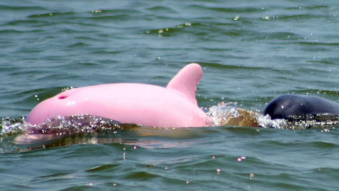 Vă mai amintiţi de Pinky, fascinatul delfin roz? Se pare că va avea un pui