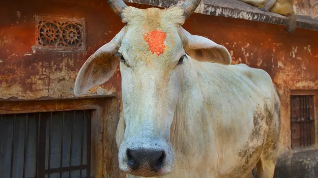 Cum a fost pedepsit un indian bănuit că a mâncat carne de vacă. Totul s-a sfârşit tragic