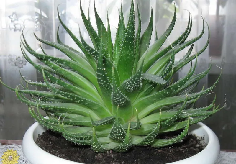 8 plante care purifică aerul din casă