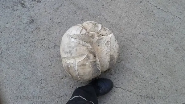 Ciupercă uriaşă găsită pe un câmp în apropiere de Timişoara