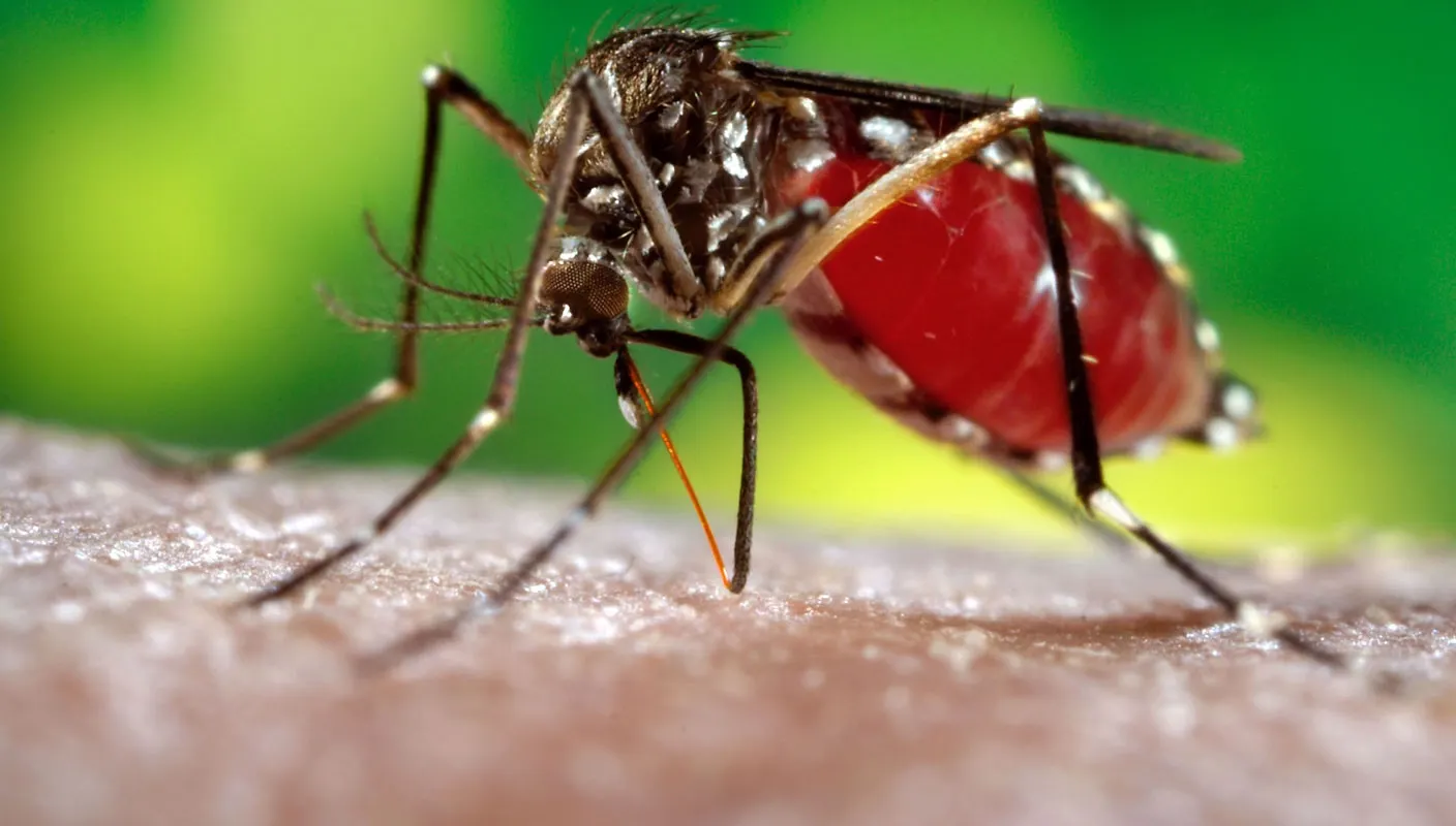 Alertă în Taiwan: peste 20.500 de cazuri de infecție cu febră dengue şi 56 de morţi