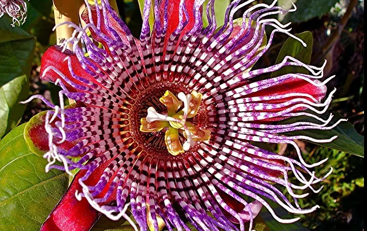 Ce efecte terapeutice are Passiflora, planta minune a patimilor lui Iisus