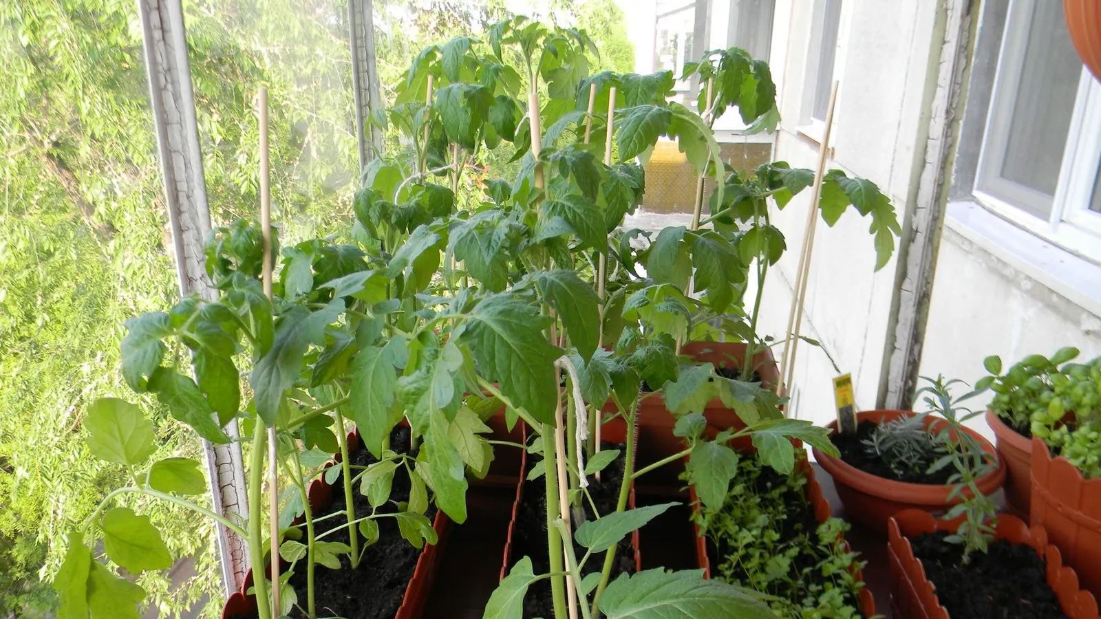 Super-leguma care are antioxidanţi cât 50 de sticle de vin