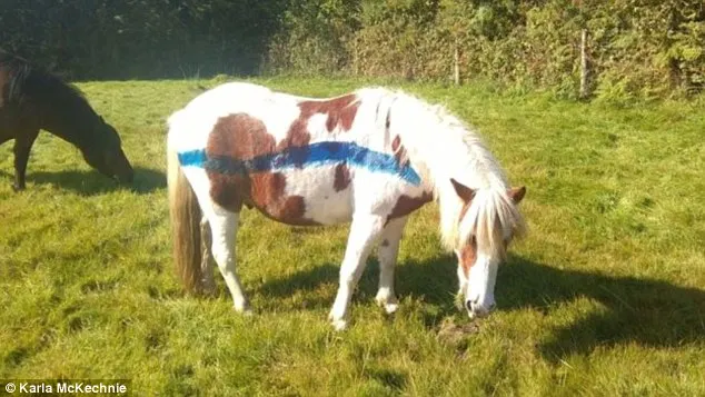 Renumiţi ponei din Dartmoor vor fi vopsiţi. Motivul este unul incredibil
