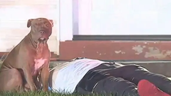 Ce a făcut acest pitbul fioros cu stâpânul său care era inconștient. E ULUITOR