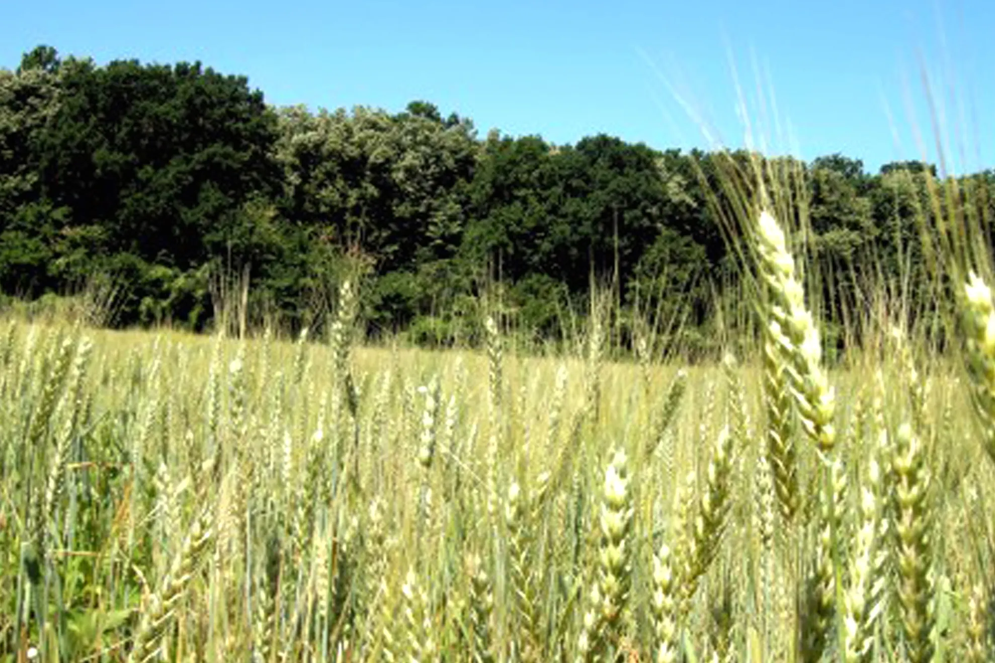 Plan de acțiune al C.E. privind agricultura ecologică