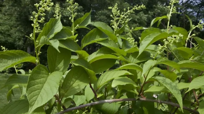 Secretul păstrat cu sfinţenie de chinezi sute de ani: planta care tratează CANCERUL în 40 de zile