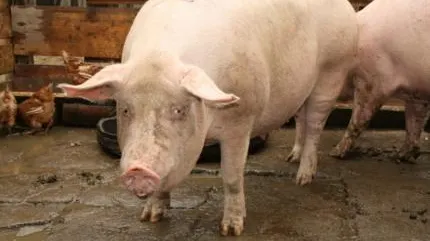 Cum a scăpat o purceluşă de 110 kg de tăiere. Facebook-ul a salvat-o!