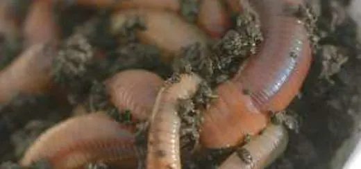 Descoperire şocantă. Viermi mutanţi, cât şerpii, i-au împietrit pe oamenii de ştiinţă