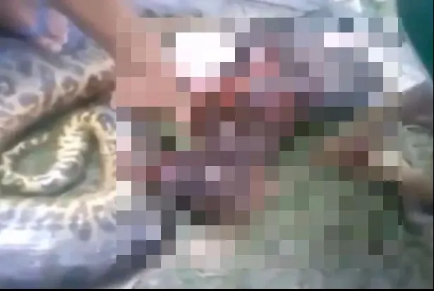 Au găsit în pădure o anaconda și au decis s-o taie. S-au cutremurat când i-au deschis burta