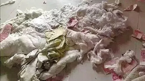 Bărbatul şi-a ascuns banii de soţia sa. A rămas îngrozit când a văzut ce s-a ales de bancnotele sale