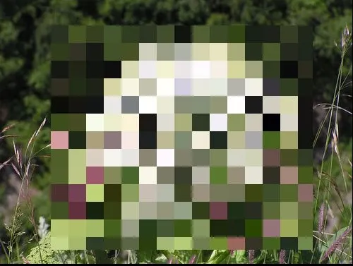 Această plantă provoacă orbirea. Nu o atingeți! Cum o recunoști