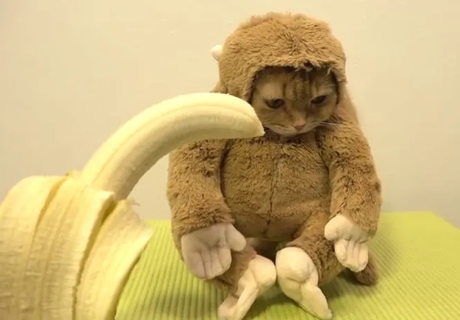Un filmuleţ bizar cu "pisica-maimuţică" face furori pe internet. Imagini adorabile! 