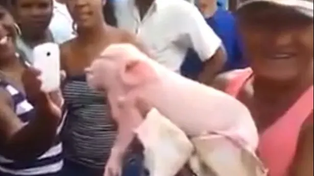 Oamenii au amuțit când l-au văzut. Pare un monstru, dar este, de fapt, un animal obișnuit