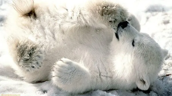 Momente de tandrețe la o grădină zoologică. Cum își îngrijește un urs polar puiul abia născut