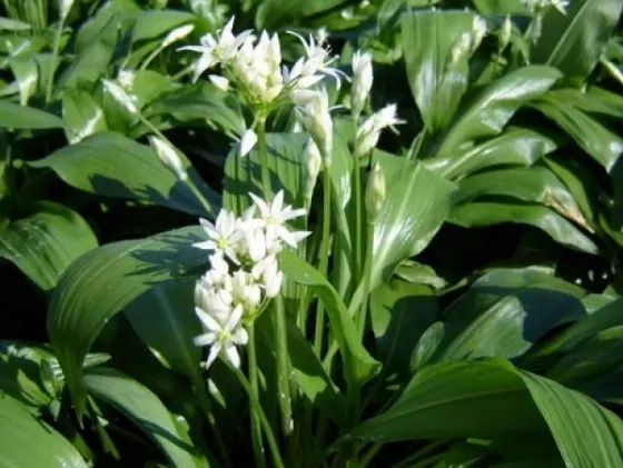 Această plantă îți curăță sângele și ficatul de toxine. Combate reumatismul și bolile renale