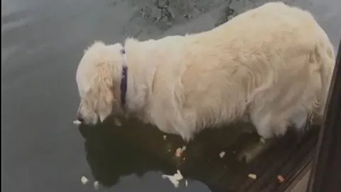 Câinele care dă lecții de pescuit. Tehnica sa te va lăsa fără cuvinte